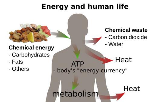 Energy and Human life. Metabolism; chemical Energy on Carbohydrates, Fats ad Proteins