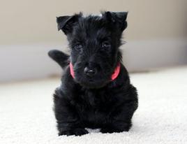 Links of Interest to Scottish Terrier Owners breeder referral