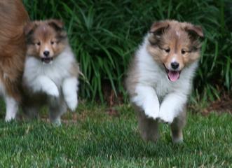 Adult shelties best sale for sale