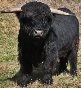 Scottish highland cattle,Black highland cattle,Highland cattle black,Highland cattle, Highland calves