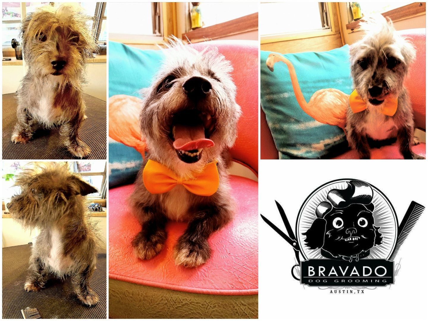 Bravado dog sale grooming