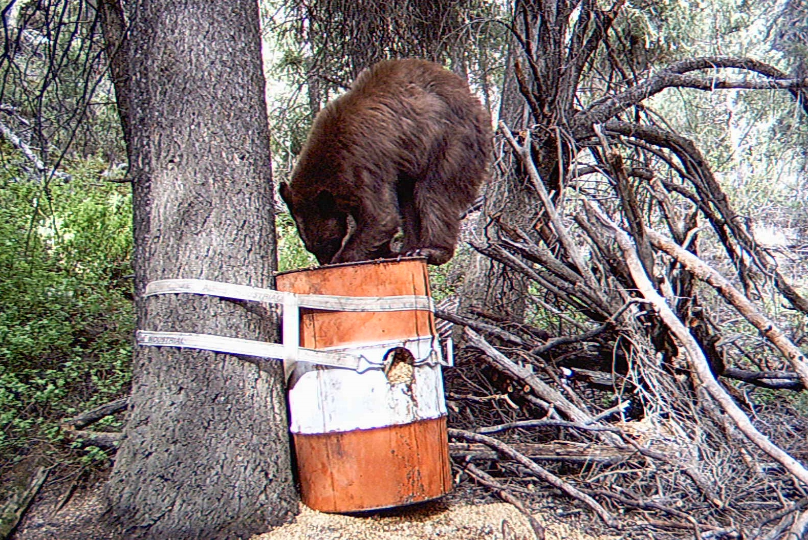 Home, Bear food, bear bait, master bait, bear pellets, deer food, master- bait, wildlife pellets