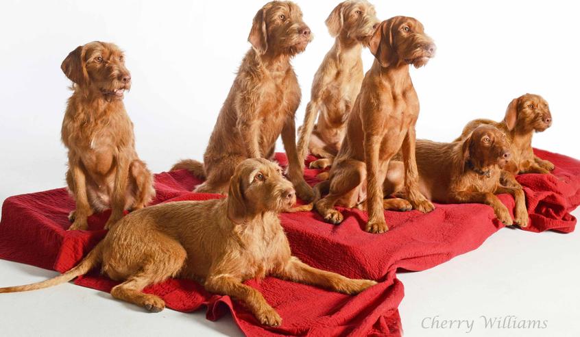 Wirehaired vizsla clearance price