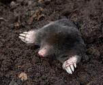 Mole