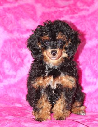 Black and red phantom hot sale poodle