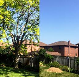Locust Tree Removal, Stoney Creek Ontario, b&a of Complete Tree Removal, Including Stump Removal, Residential Tree Services,