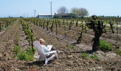 Charlene Jenner sitting in the vineyard drawing our 100 year old large gnarly Tokay vine as the green shoots are emerging from the vines