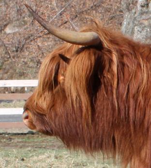 Scottish highland cattle, Highland cattle, Black highland cattle, Highland cattle calves