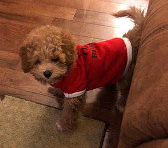 Rolling Meadows Puppies poochon puppy for sale