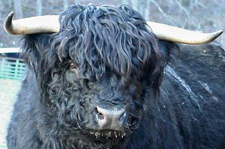 Scottish highland cattle, Highland cattle, Black highland cattle, Highland cattle calves