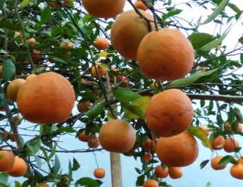 Orange Gardens in Darjeeling District