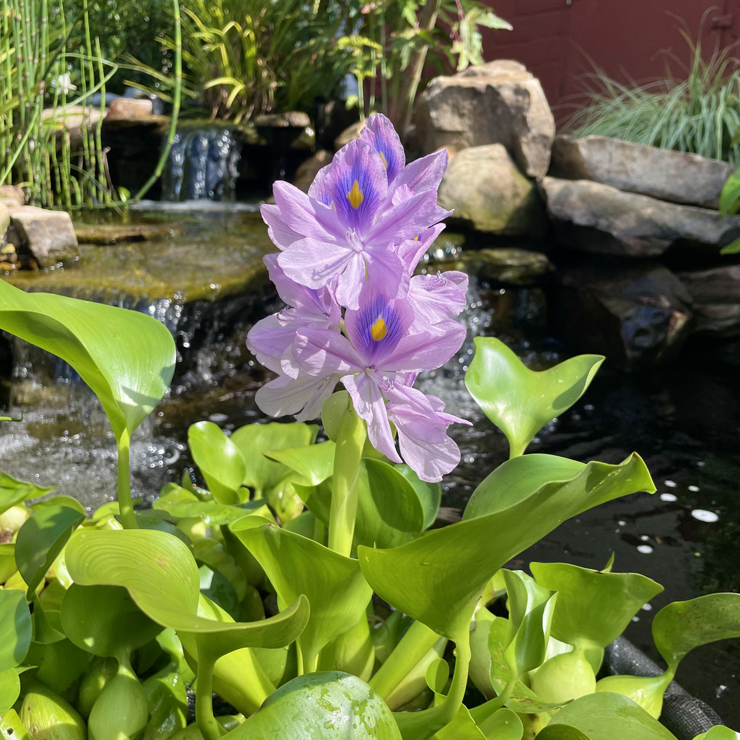 Kol Koi Pondscapes Pond Plants Aquatic Plants