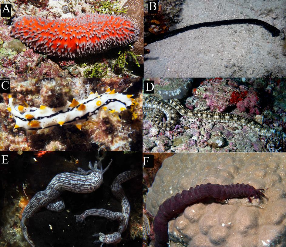 sea cucumber species