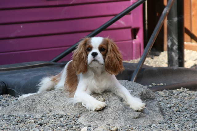 Cedar best sale creek cavaliers