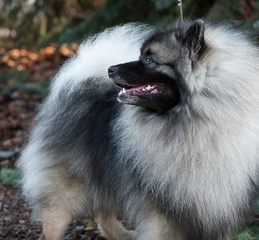 2019 keeshond hot sale national