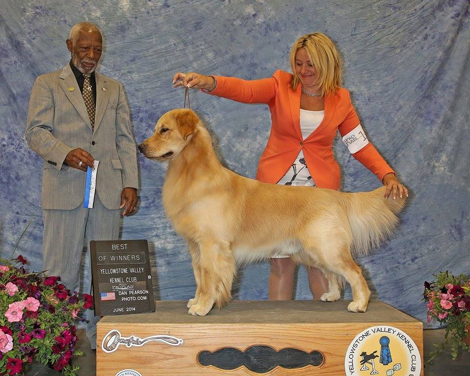 Awwdorable: golden retriever hilariously fails at dog show - ABC7 New York