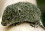 Vole