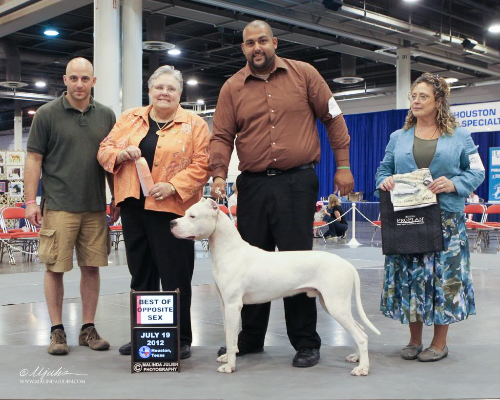 La Historia Dogo Argentino Breeder - Dogo Argentino Kennels Argentine  Quality