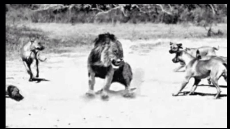 rhodesian ridgebacks hunting lions