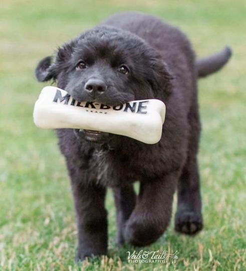 Newfoundland Puppies of Umfleet Farms