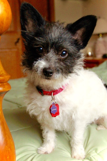 Small dog breed sales rescue