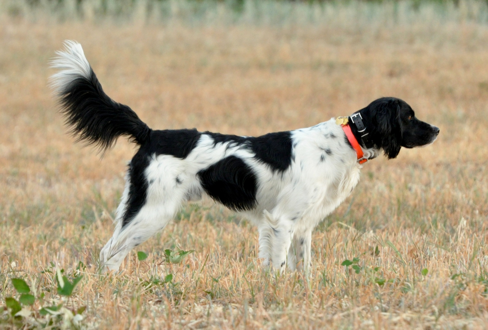 Large 2025 munsterlander puppies