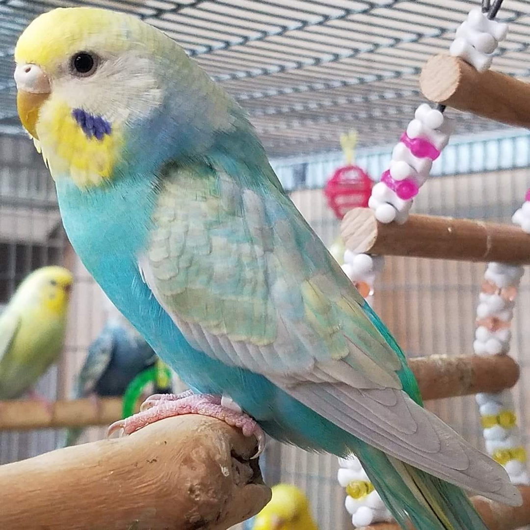 Rainbow budgie store