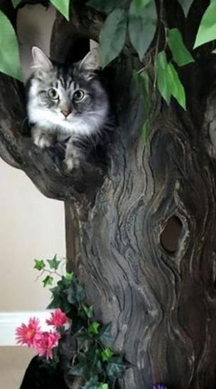Beautiful Cat Trees