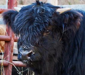 Black highland cattle,Scottish highland cattle, Highland cattle black,Highland cattle, Highland calves