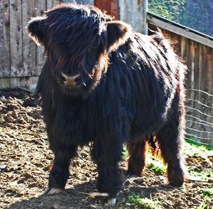 Highland cattle black,Scottish highland cattle,Black highland cattle,Highland cattle, Highland calves