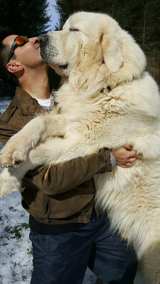 Largest 2025 great pyrenees