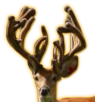 T-REX WHITETAIL BREEDER BUCK