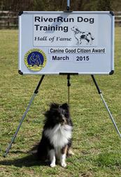 River run dog store training