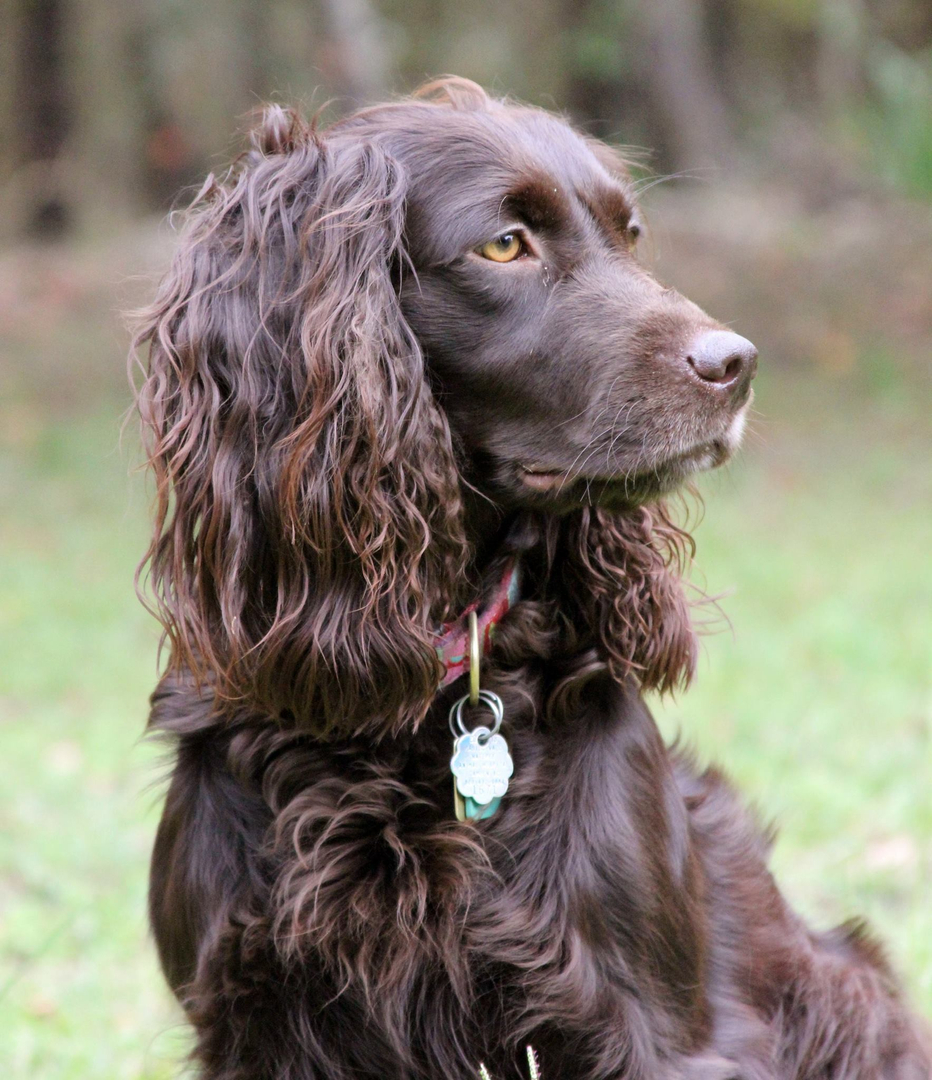 Boykin shop spaniel kennels