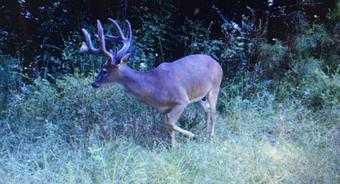 Whitetail Deer Hunting Membership in Mississippi