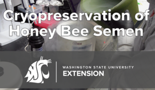 Link to video on cryopreservation of honey bee semen