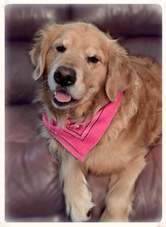 Love Your K9 in home dog training Look at this beautiful golden retriever