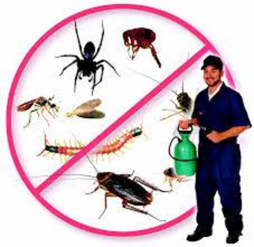 BUGS AND PEST CONTROL SERVICES IN EDINBURG MCALLEN TEXAS