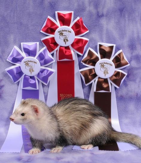 Ferret show cheap