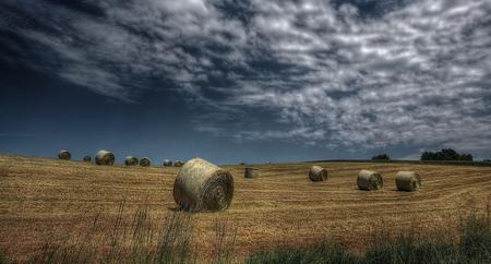 Landscape of hay field with bales of hay