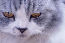 All you need to know about Persian cats!