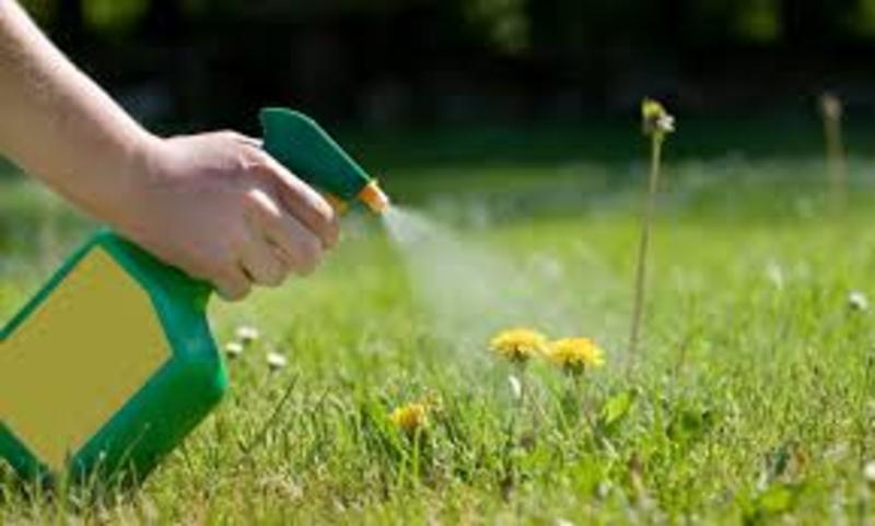 EXPERIENCED WEED CONTROL SERVICES EDINBURG MCALLEN TEXAS