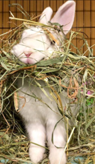bluebell bunny
