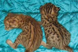 2nd Generation Savannah Kittens - Photo by Sheryl Koontz