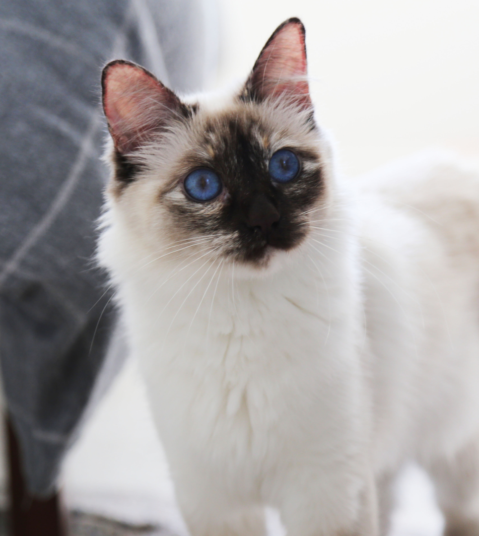 How Balinese Kittens For Sale In Md Is Going To Change Your Business Strategies Balinese