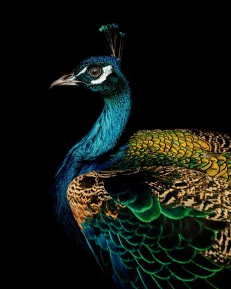 We Are NPIP Approved  L&L Peafowl Tn. 4 Assorted Peacock Peafowl Hatching Eggs 