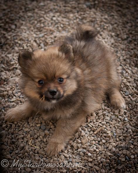 Chocolate sable hot sale pomeranian