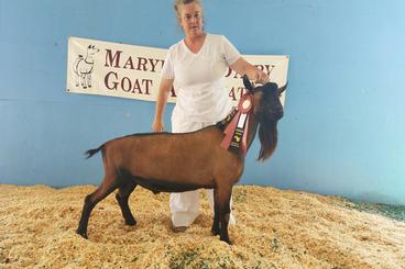 oberhasli dairy goat