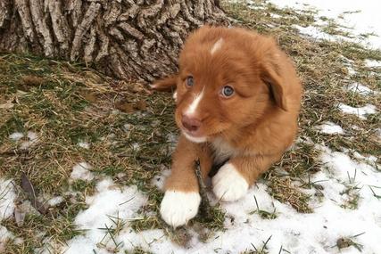 German shorthair sale toller