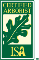 Arborist Consultation